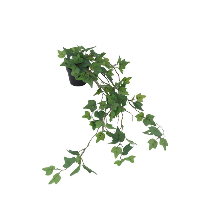 Flora murgröna 65 cm