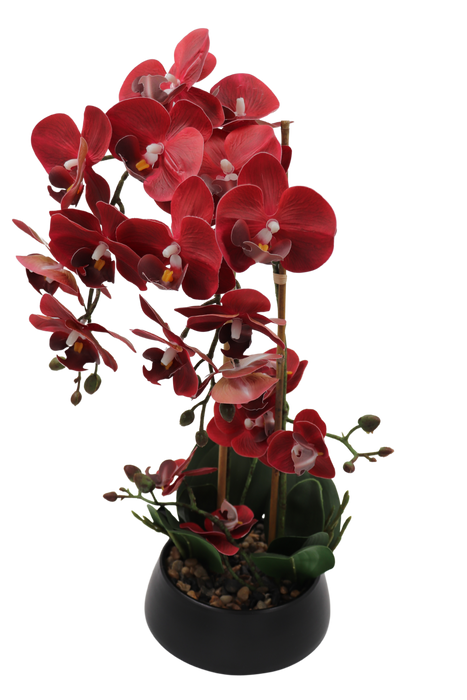 Vinröd orkidé 47 cm med svart kruka