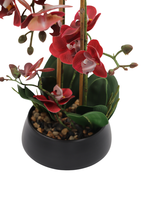 Vinröd orkidé 47 cm med svart kruka