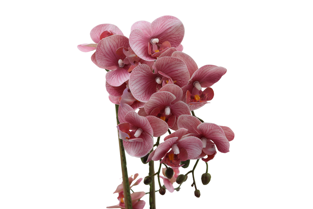 Rosa orkidé 47 cm med vit kruka