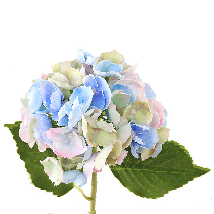 Hortensia blå 3 st